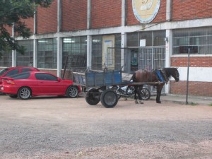 Working Horse that picks up trash